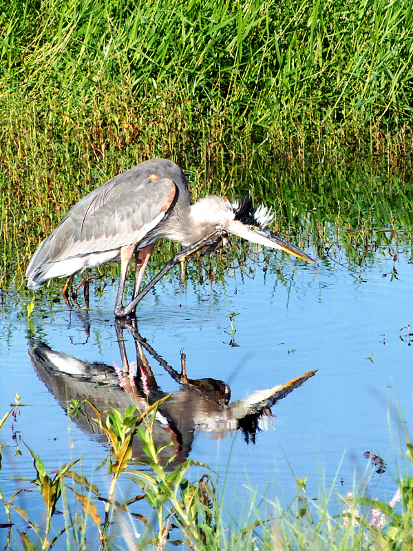 Great Blue Heron scratching an itch.