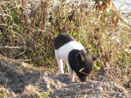 Wild Boar Piglet on Wading Bird Way at the Circle B Bar Reserve (February 3, 2018)